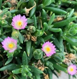 Jewel Of Desert Rose Quartz Delosperma (Ice Plant)
