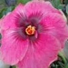 Delta Rose Cajun Hibiscus
