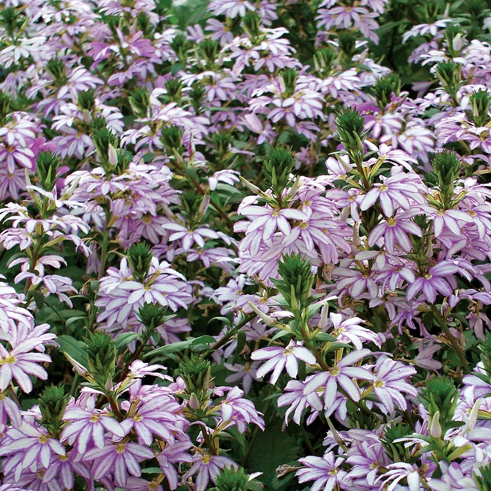 Diamond Scaevola