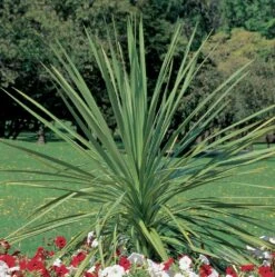 Indivisa Spikes Dracaena Plant