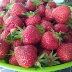 Earliglow Strawberry Plants
