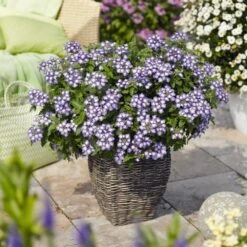 Empress™ Flair Blue Charme Verbena Plant
