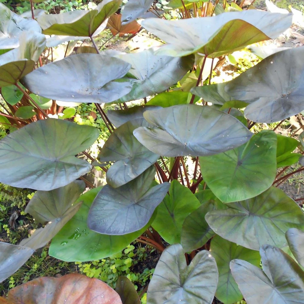 Eye Royal Hawaiian Colocasia