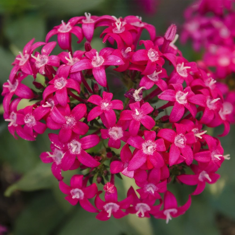 Falling Star™ Rose Pentas
