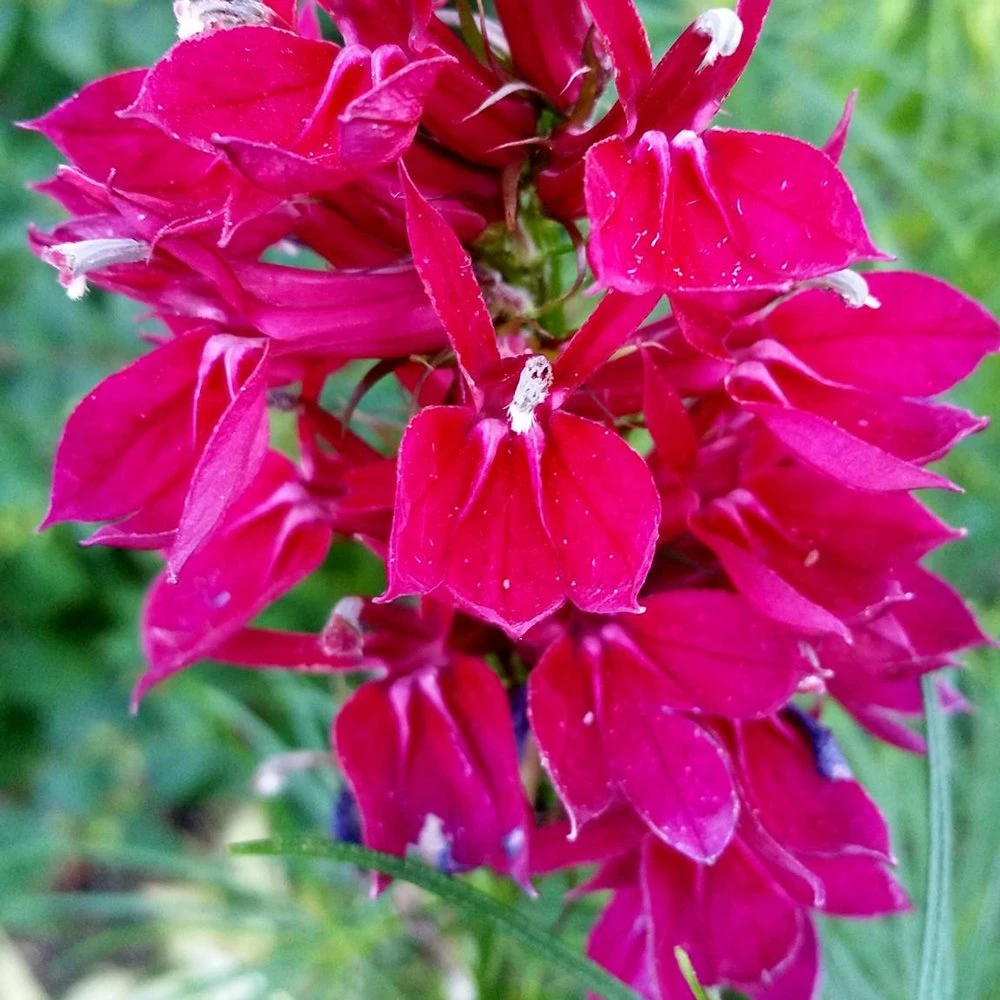 Fan Burgundy Lobelia