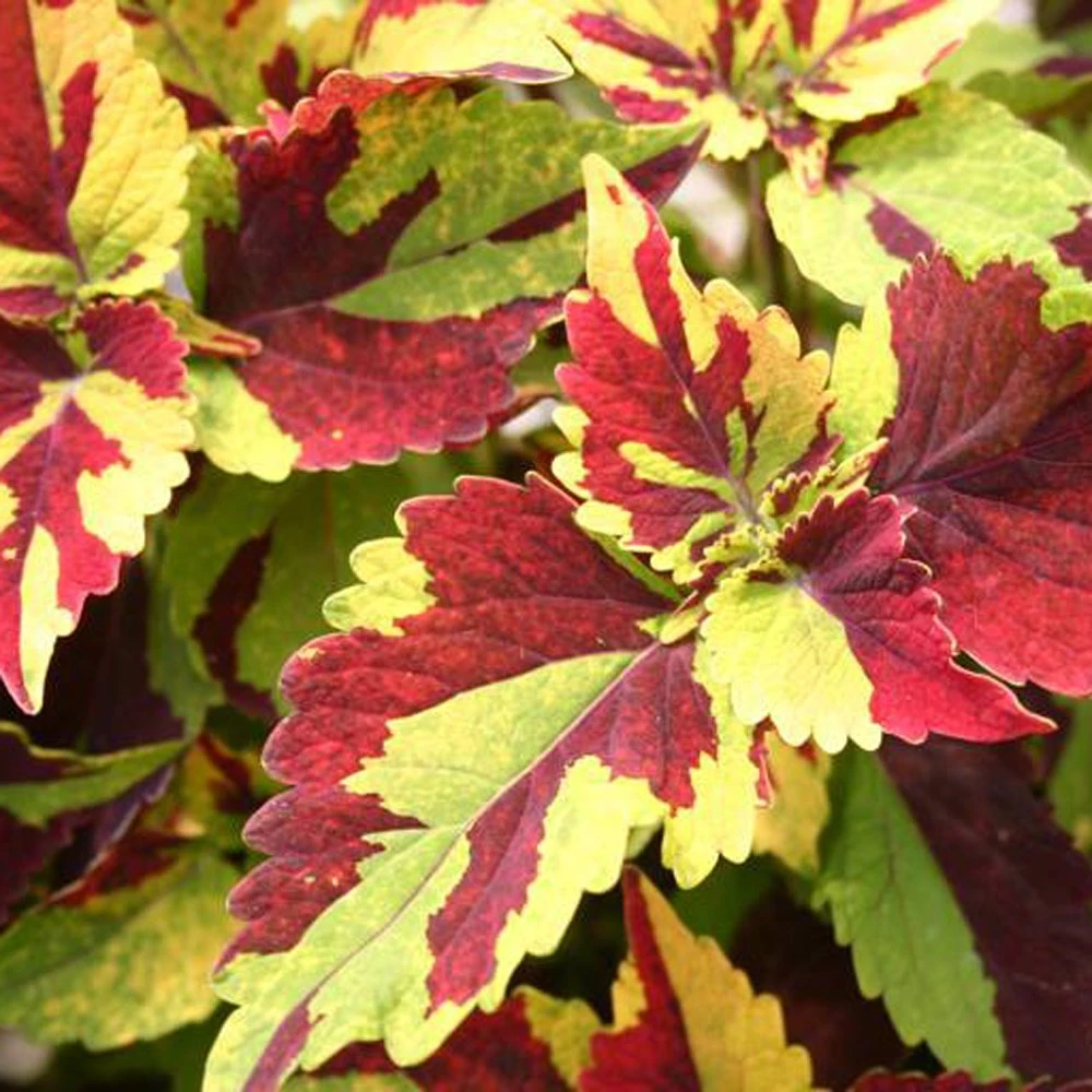 Finger Paint Coleus Plant