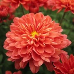 Fiona™ Coral Orange Yoder Garden Mum Plant