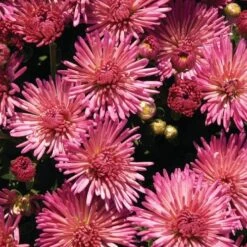 Fireworks Igloo Perennial Mum Plant