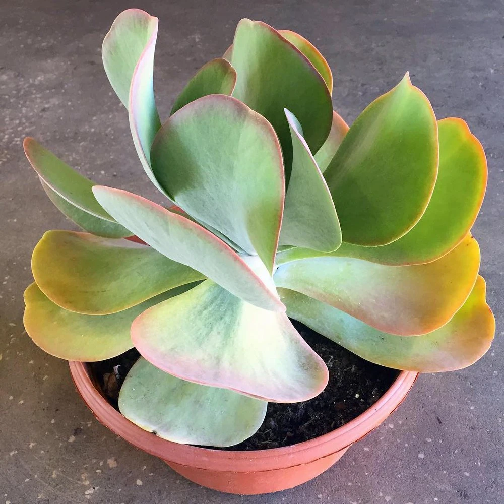 Flapjacks Kalanchoe (Flaming Katy)