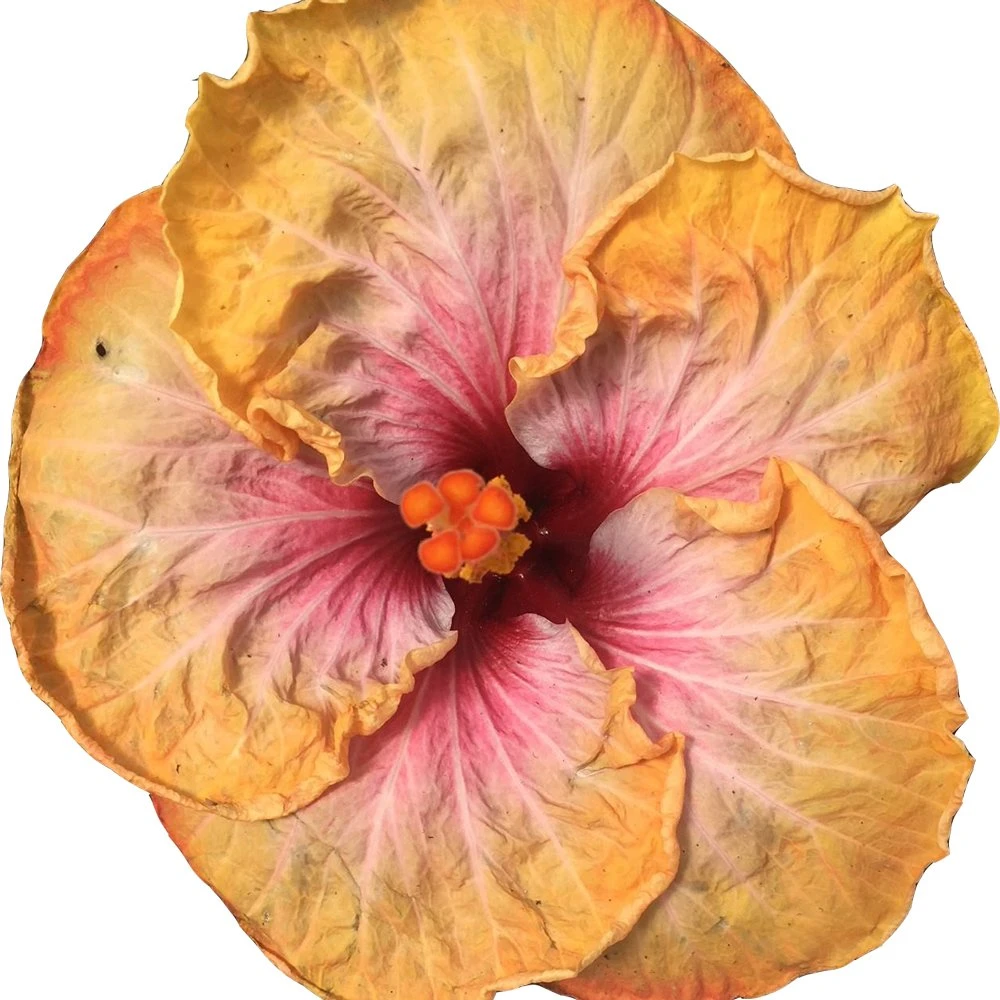 Floral Fantasy Cajun Hibiscus
