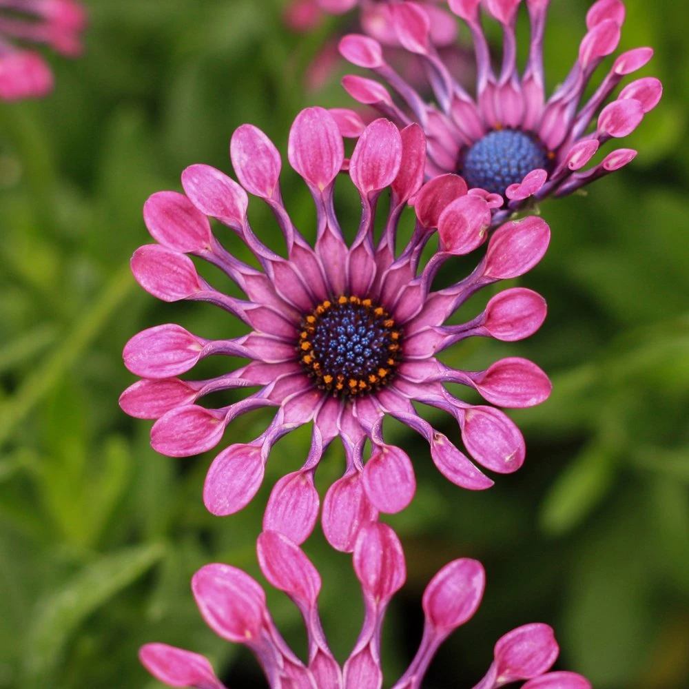 FlowerPower™ Spider Pink Osteospermum Plant