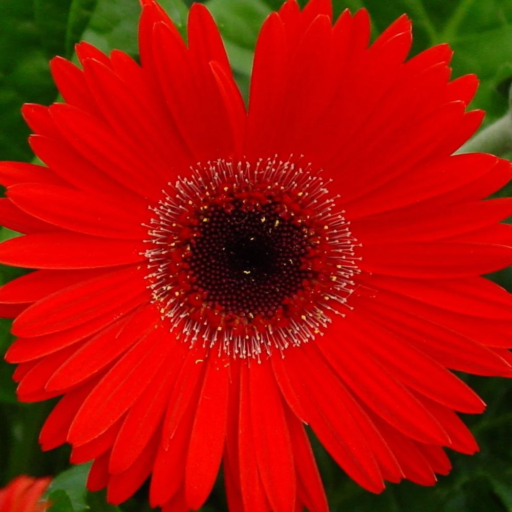 Fortune Red Gerbera
