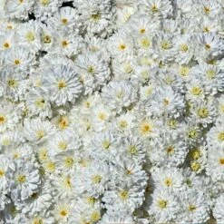 Frosty Igloo Perennial Mum Plant