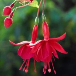 Marinka Fuchsia Plant
