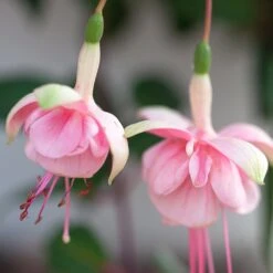 Southgate Fuchsia Plant