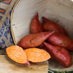 Georgia Jet Sweet Potato