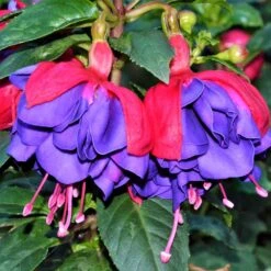 Gillian Althea Fuchsia Plant