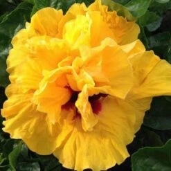 Gold Cajun Hibiscus