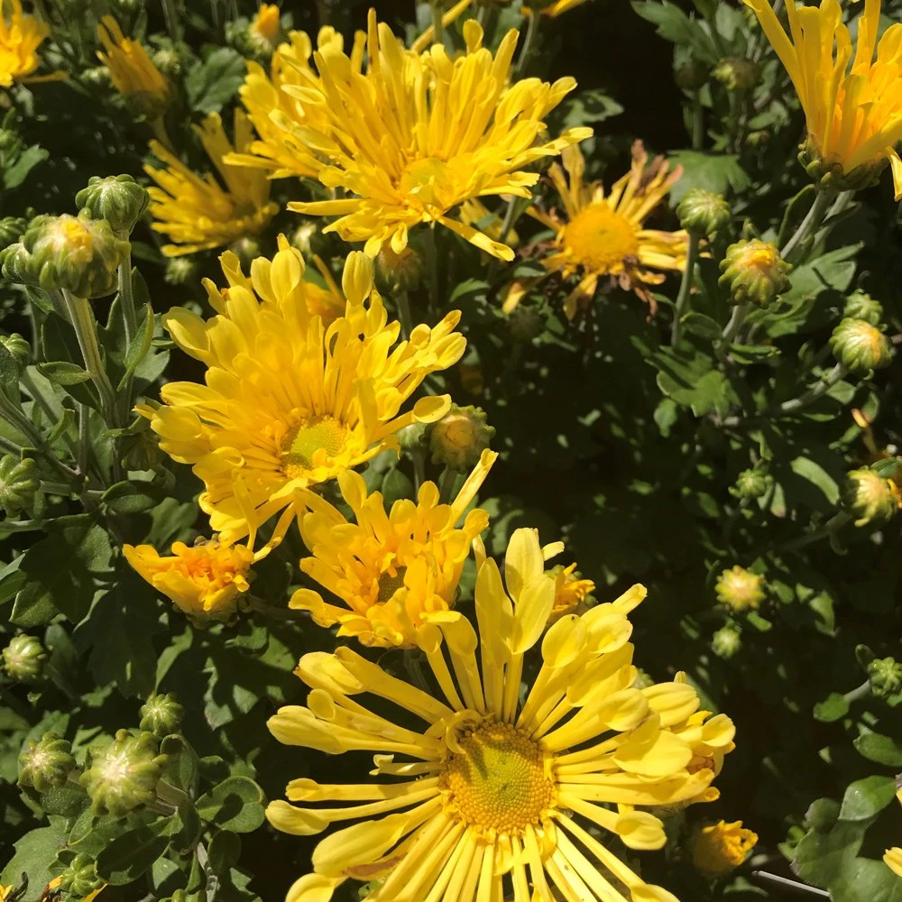 Gold Star Perennial Mum Plant
