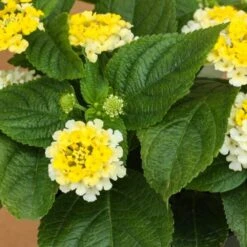 Golden Zinger Lantana Plant