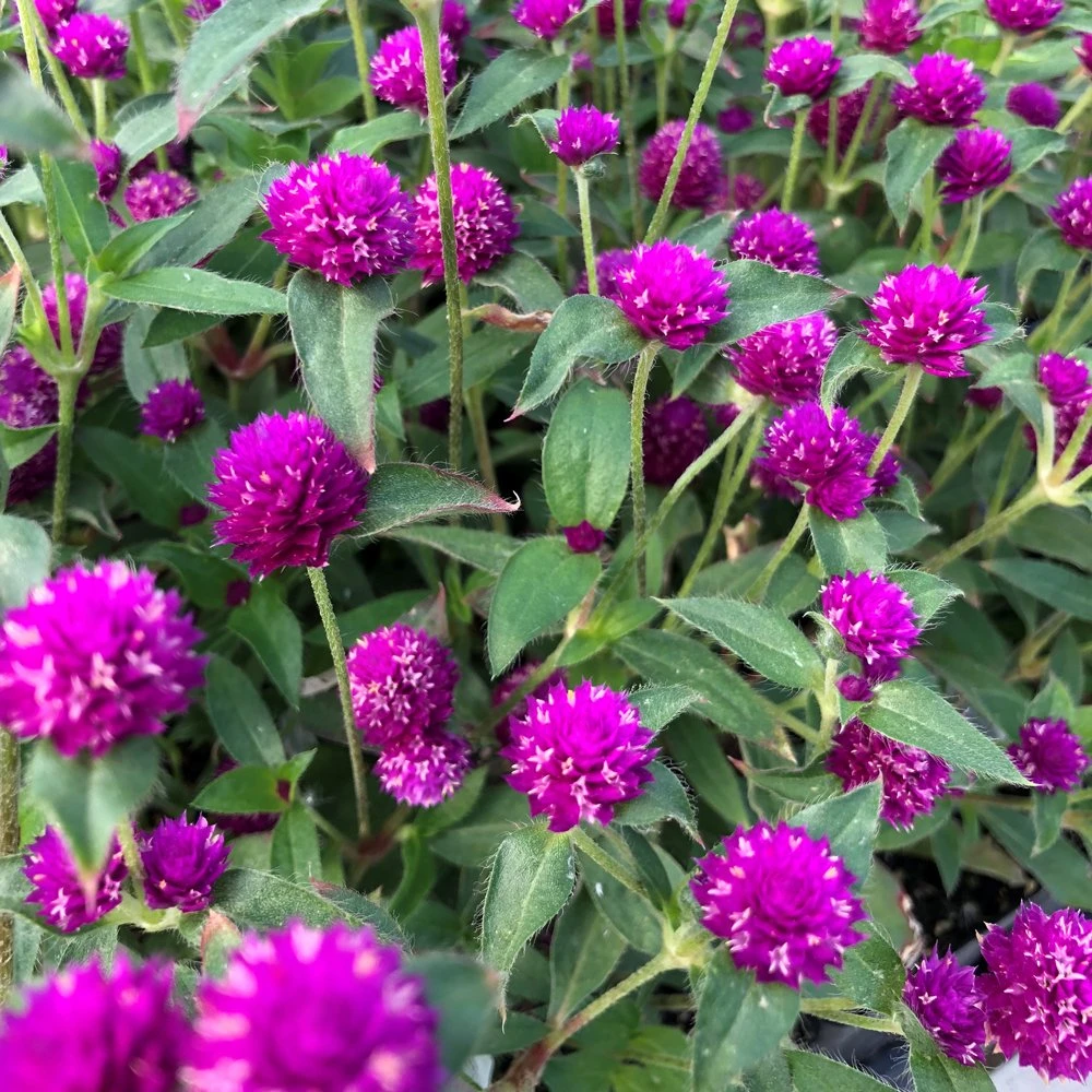 Purple Pinball Gomphrena Plant
