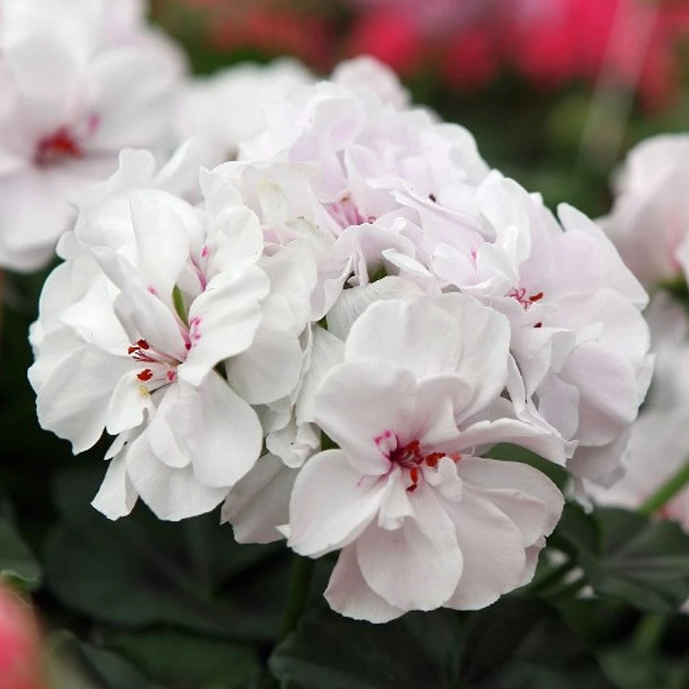 Great Balls Of Fire™ White Ivy Geranium Plant