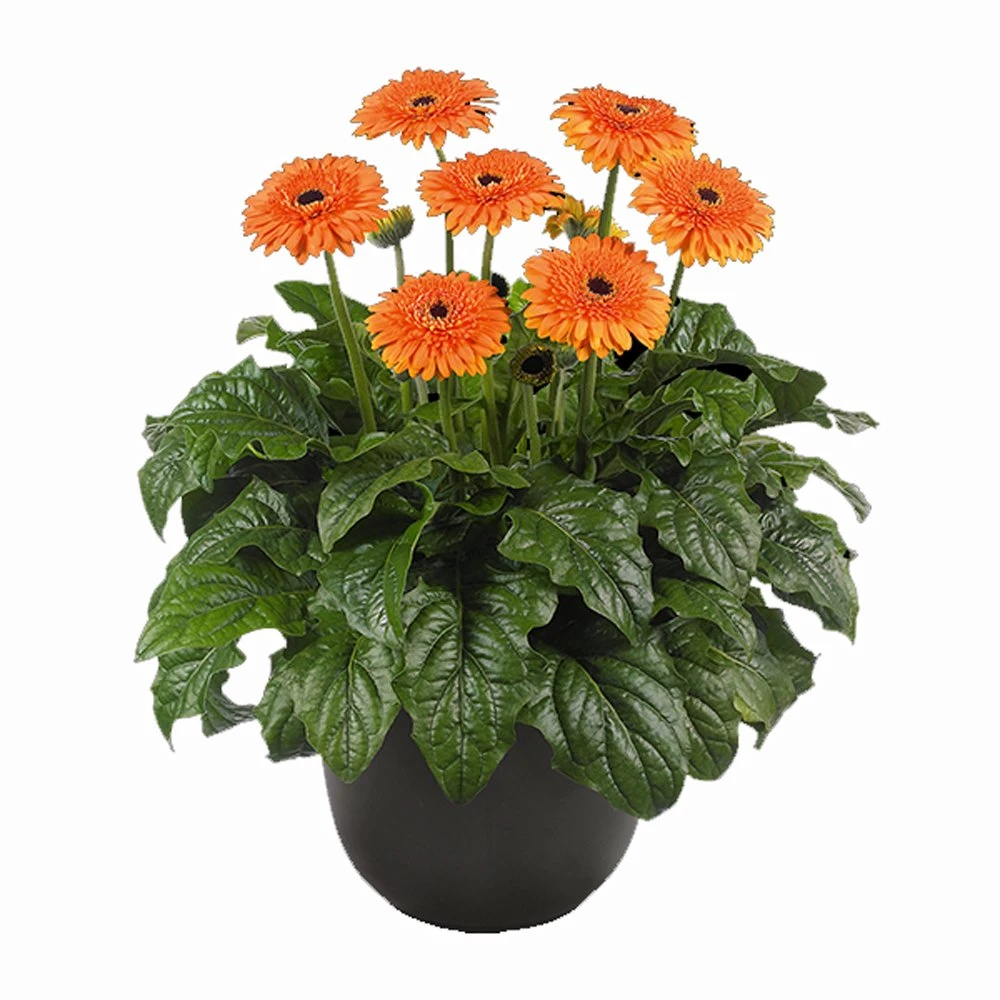 Great Smoky Mountains® Patio Gerbera
