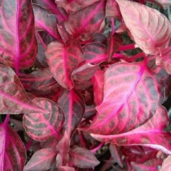 Grenadine Alternanthera Plant