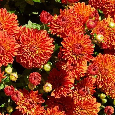 Harvest Igloo Perennial Mum Plant