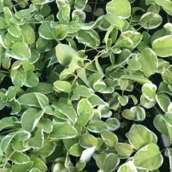 High Color Vinca Vine