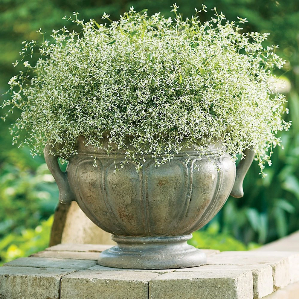 Hip Hop Euphorbia Plant