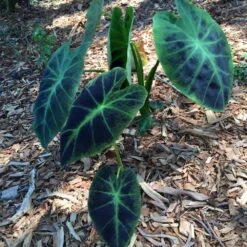 Illustris Colocasia