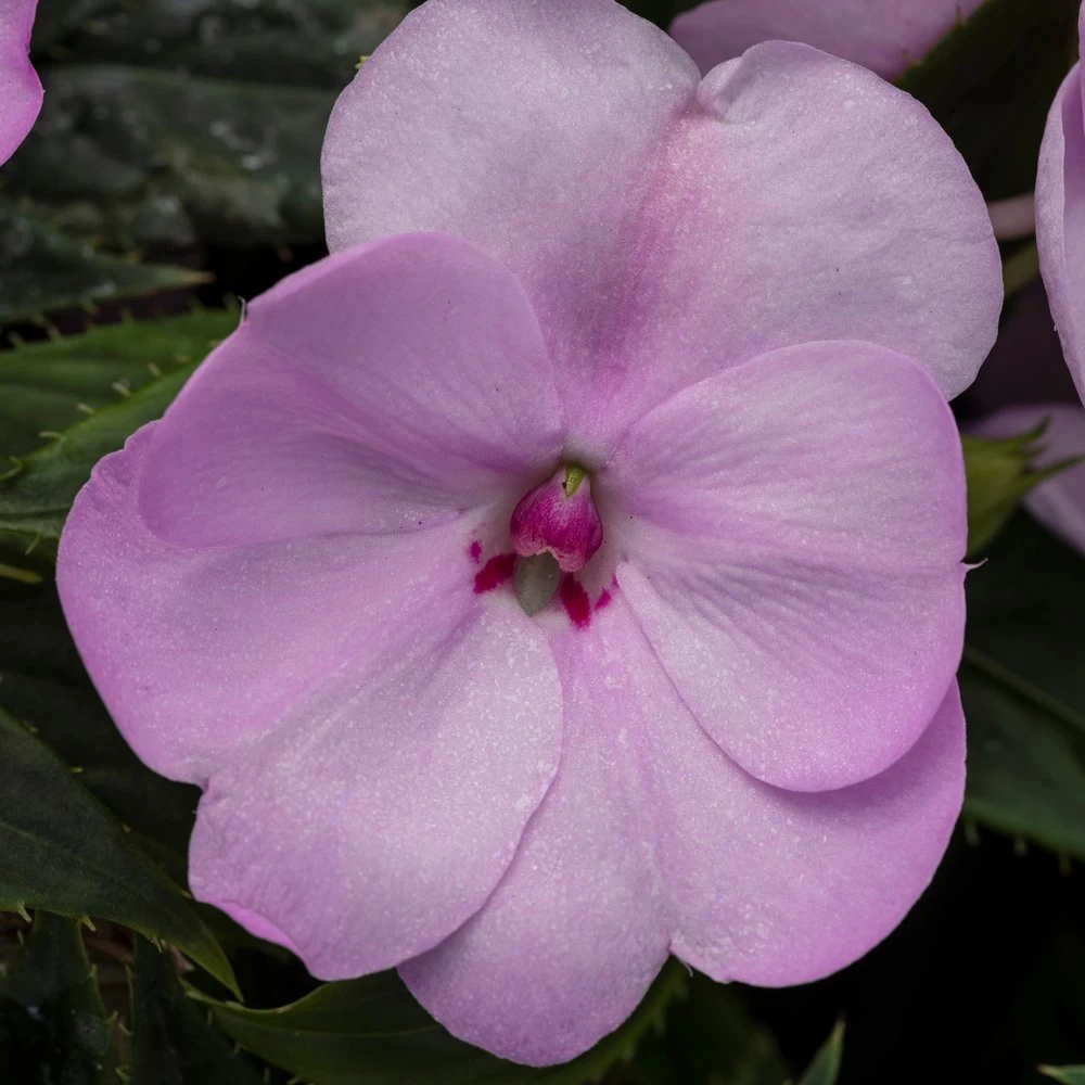 SunPatiens® Compact Orchid Blush Impatiens Plant