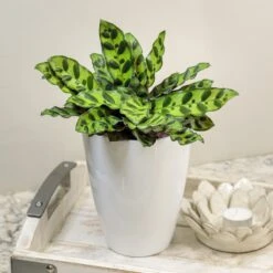 Color Full® Insignis™ Goeppertia