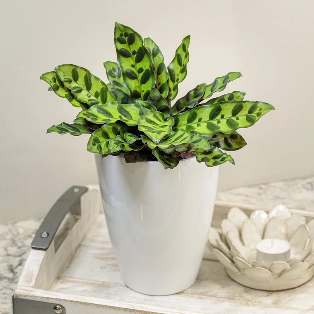 Color Full® Insignis™ Goeppertia