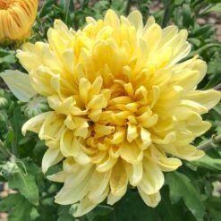Irish Linen Perennial Mum Plant