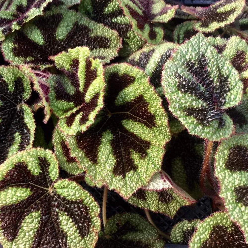 Iron Cross Rex Begonia Plant