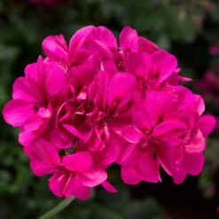 Ivy League® Deep Pink Ivy Geranium Plant