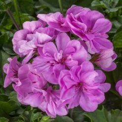 Ivy League® Light Lavender Ivy Geranium Plant