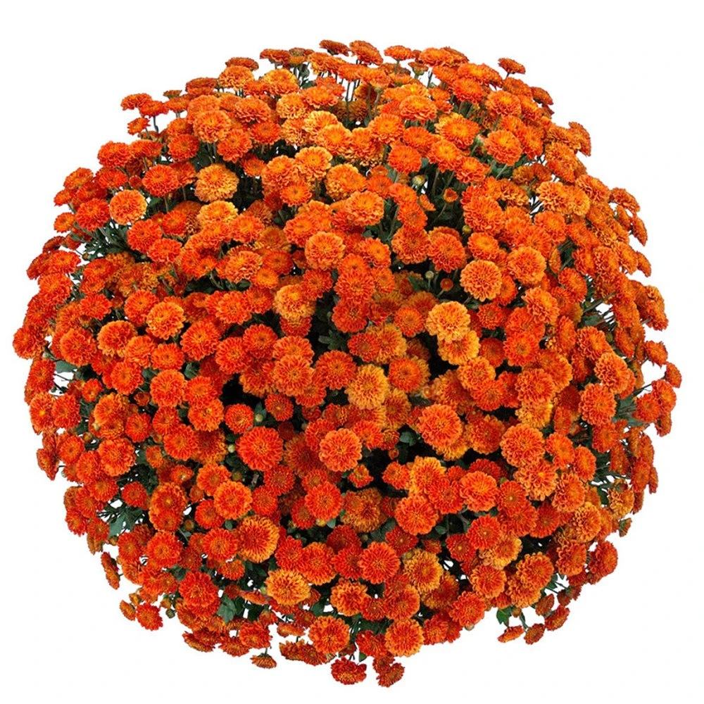 Belgian Mum® Izola Orange Plant