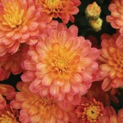 Jacqueline™ Orange Fusion Yoder Garden Mum Plant