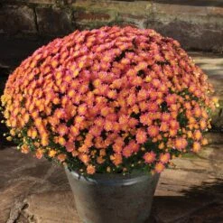 Jacqueline™ Peach Fusion Yoder Garden Mum Plant
