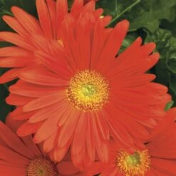 Jaguar™ Deep Orange Gerbera