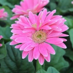 Jaguar™ Rose Picotee Gerbera