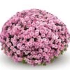 Belgian Mum® Jasoda Pink Plant