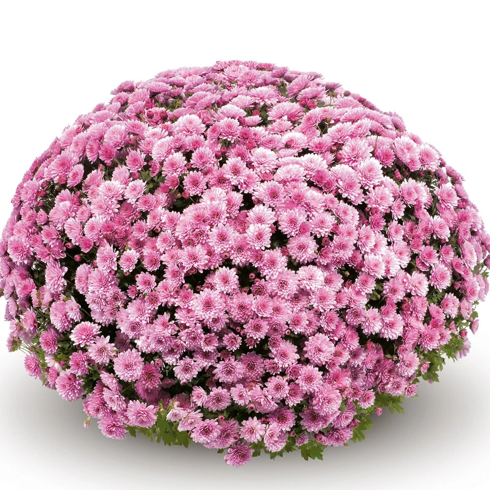 Belgian Mum® Jasoda Pink Plant