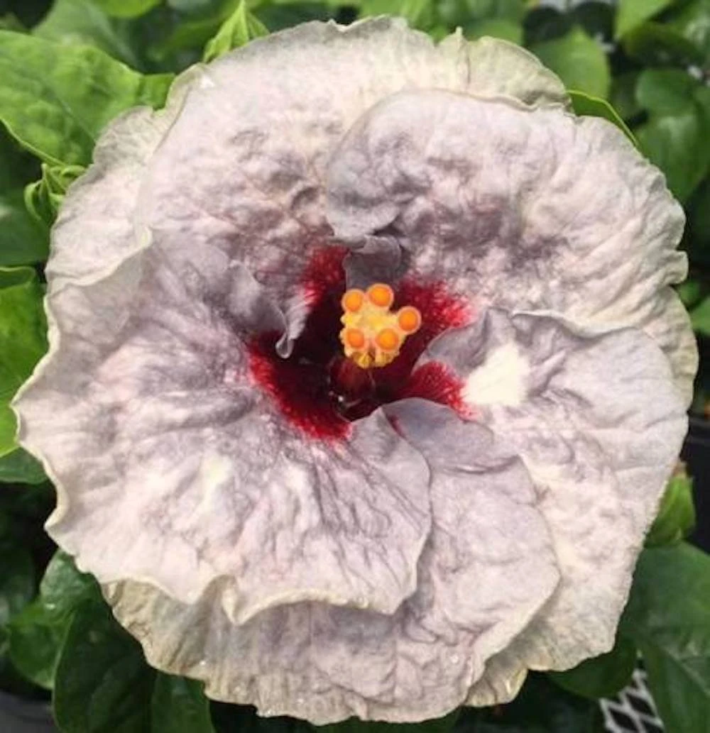 Johnny Reb Cajun Hibiscus