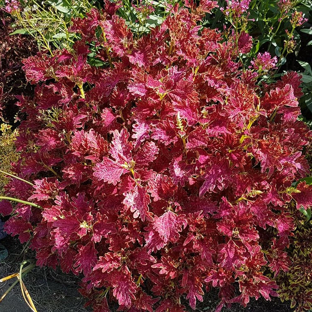 Jupiter Coleus Plant