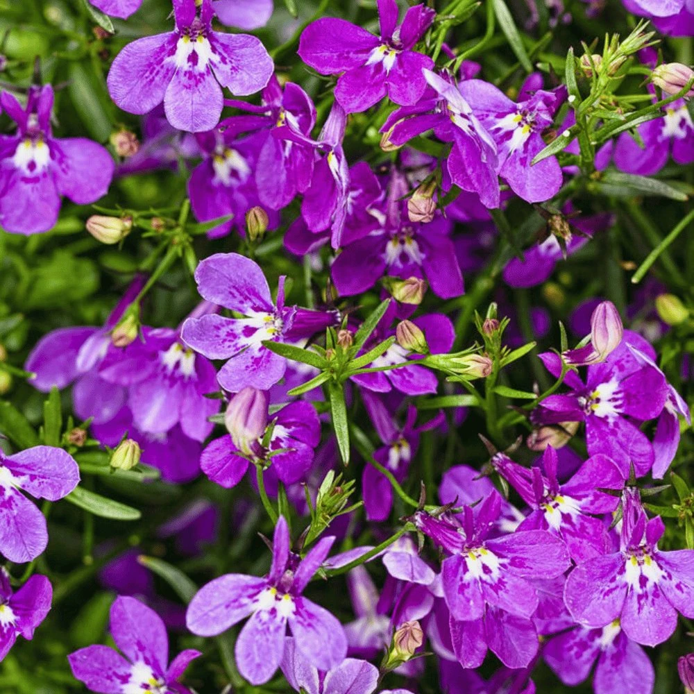 Laguna® Ultraviolet™ Lobelia