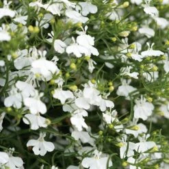 Laguna® White Lobelia